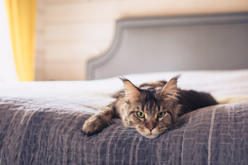 Brown classic Maine coon cat lying on the sofa