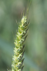 espiga de trigo detalle