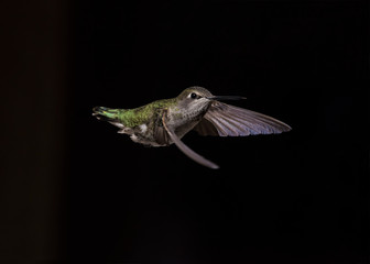 Annas Hummingbird (Calypte Anna) in Flight