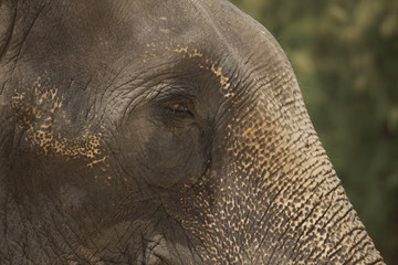 Sad elephant eye blur background detail