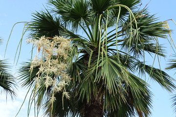 Цветущие пальмы