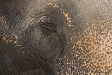 Sad elephant eye blur background detail