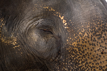 Sad elephant eye blur background detail