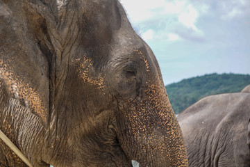 Sad elephant eye blur background detail