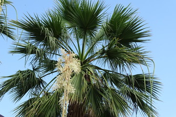 Цветущая пальма