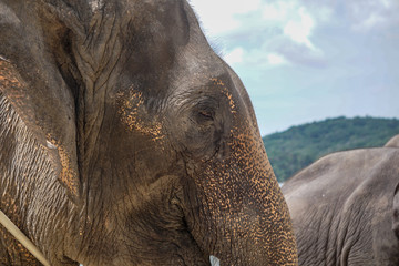 Sad elephant eye blur background detail