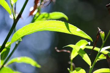 vegetación en verano en el Humedal de Salburua, Vitoria-Gasteiz (Spain)
