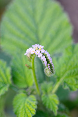 Alacransillo, Eye bright, Indian Heliotrope, Turnsole