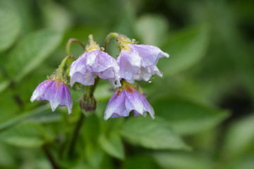 Blooming potato