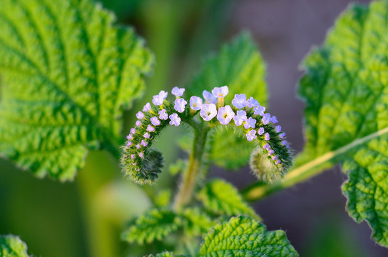 Alacransillo, Eye bright, Indian Heliotrope, Turnsole