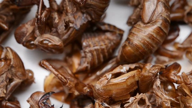 herb of Cicadae Periostracum or Cicada Slough roating close up