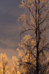Wald im Winter in Schweden