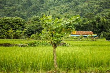 small tree on a background of green rice fields and mountains with a house