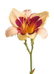 Single cream and maroon flower of a daylily isolated