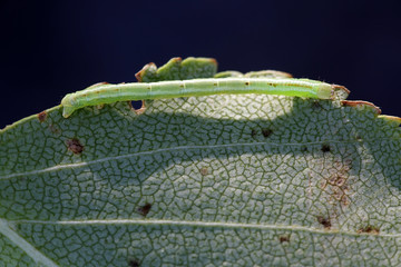 Common white wave moth caterpillar, Cabera pusaria