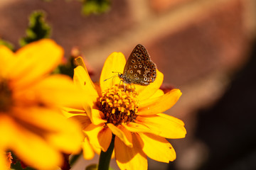 blue butterfly on flower