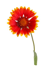 Red and yellow flower of a Gaillardia on white