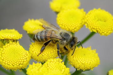 Honey bee, Apis mellifera, important pollinator