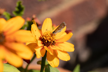 butterfly on yellow flower