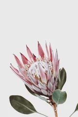 Rosa King Protea Blume vor hellgrauem Hintergrund, dekorative Pflanze hautnah mit Copyspace für Text © Anja Kaiser