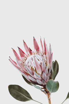 Fototapeta pink king protea flower against a light gray background, decorative plant close up with copyspace for text