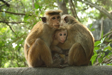 Naklejka na ściany i meble macaque en famille