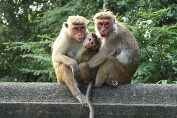 famille de macaque