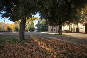 Strada nel parco