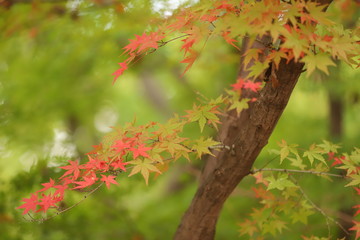 紅葉, 楓, カエデ