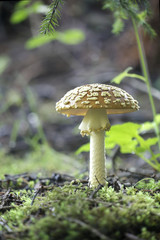 Amanita regalis, commonly known as the royal fly agaric or the king of Sweden Amanita