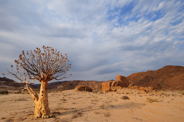 Quiver tree silhouette