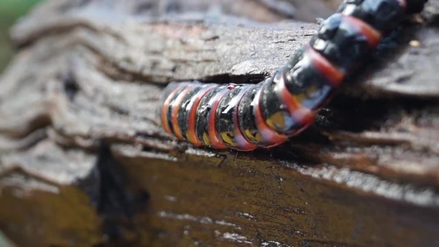 beetle larva species crawls on rotting wood