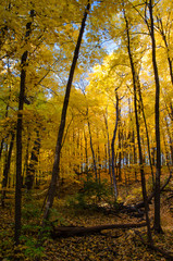 640-41 Maple Forest Yellow
