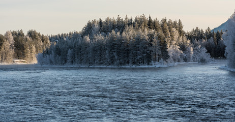 Wald im Winter in Schweden