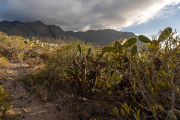 cactée vegetation in Tenerife, Canary Islands, Spain