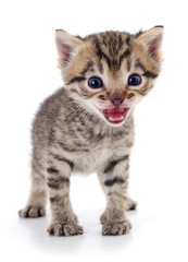 Kitten on white background.