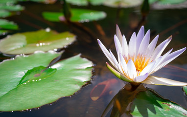 A beautiful white lotus rises above water as if we, humans, have a potential to rise above our...