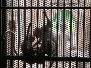 Two monkeys are teasing each other, with one of their hand holding cage bar inside the Phra Prang Sam Yot in Lopburi province, Thailand.