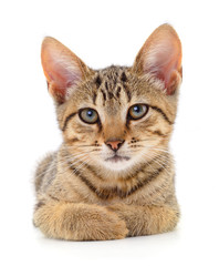 Kitten on white background.