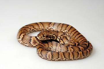 Südliche Amurnatter (Elaphe anomala) - Amur ratsnake
