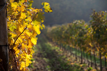 Veneto, vigneti in autunno nei Colli Euganei