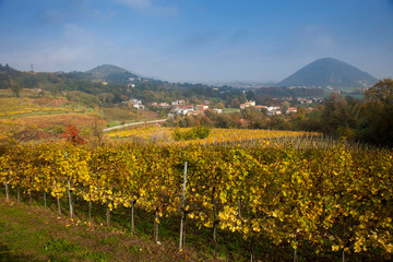 Veneto, vigneti in autunno nei Colli Euganei