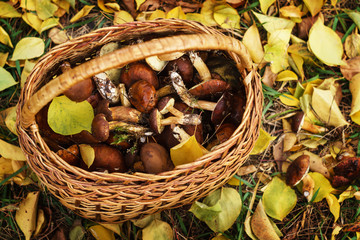 Fresh forest mushrooms bay bolete in a basket