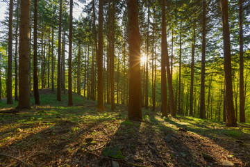 Pine forest with sun rays in spring