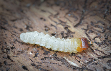 Borkenkäfer Larve