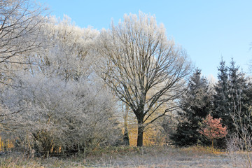 Rural winter landscape with hoarfrost, Lüneburg Heath, Northern Germany.