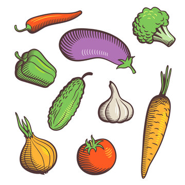 Set of hand drawn stylized vector vegetables. Tomato, cucumber, pepper, chili, eggplant, garlic, carrot and broccoli