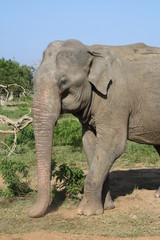 Fototapeta premium éléphant