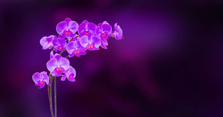 purple violet orchid branch on dark background with copy space © neirfy