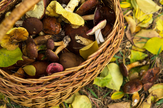 Fresh forest mushrooms in a basket on autumn leaves